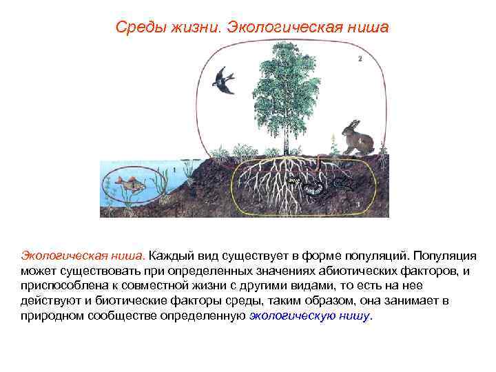 Среды жизни. Экологическая ниша. Каждый вид существует в форме популяций. Популяция может существовать при
