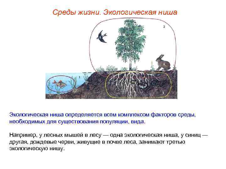 Среды жизни. Экологическая ниша определяется всем комплексом факторов среды, необходимых для существования популяции, вида.