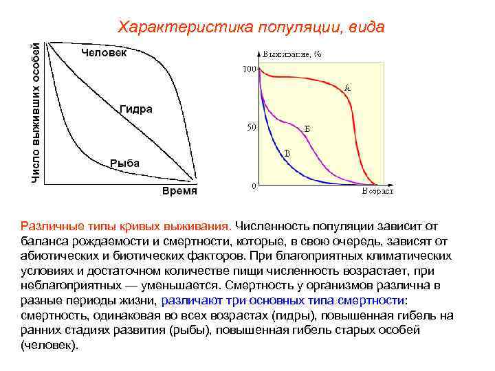 Характеристика популяции, вида Различные типы кривых выживания. Численность популяции зависит от баланса рождаемости и