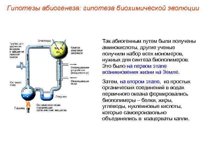 Гипотезы абиогенеза: гипотеза биохимической эволюции Так абиогенным путем были получены аминокислоты, другие ученые получили