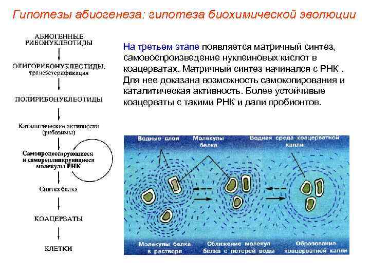 Гипотезы абиогенеза: гипотеза биохимической эволюции На третьем этапе появляется матричный синтез, самовоспроизведение нуклеиновых кислот