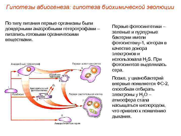 Гипотезы абиогенеза: гипотеза биохимической эволюции По типу питания первые организмы были доядерными анаэробными гетеротрофами