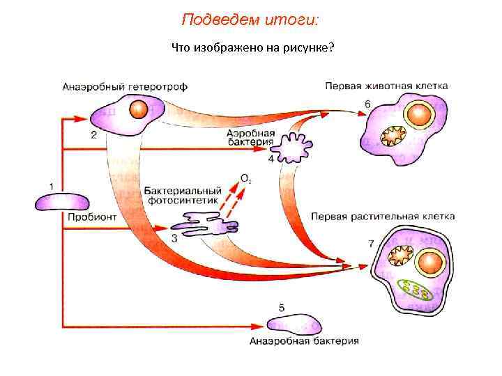 Подведем итоги: Что изображено на рисунке? 