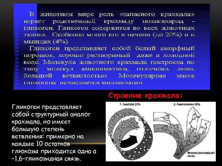 Строение крахмала: Гликоген представляет собой структурный аналог крахмала, но имеет большую степень ветвления: примерно