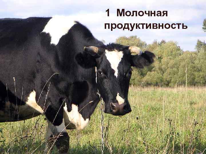 1 Молочная продуктивность 