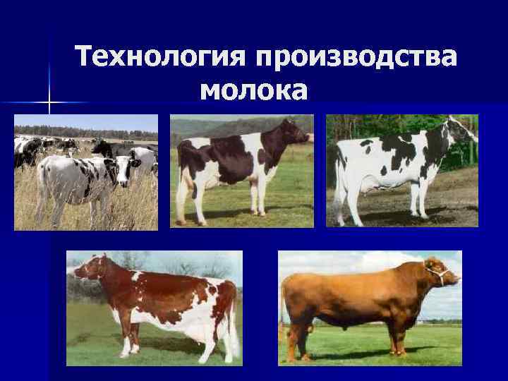  Технология производства молока 