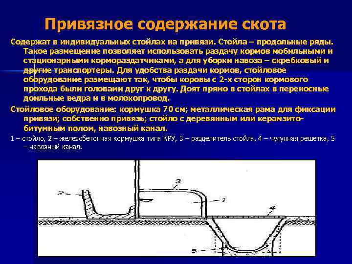 Привязное содержание скота Содержат в индивидуальных стойлах на привязи. Стойла – продольные ряды. Такое