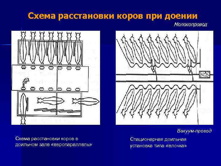 Схема расстановки коров при доении Молокопровод Вакуум-провод Схема расстановки коров в доильном зале «европараллель»