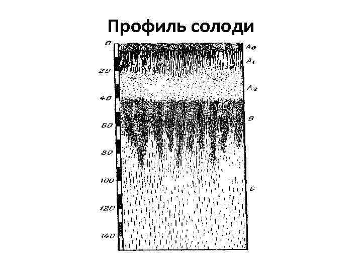 Профиль солоди 