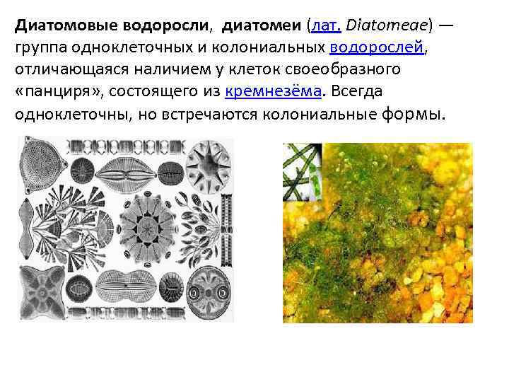 Диатомовые водоросли, диатомеи (лат. Diatomeae) — группа одноклеточных и колониальных водорослей, отличающаяся наличием у