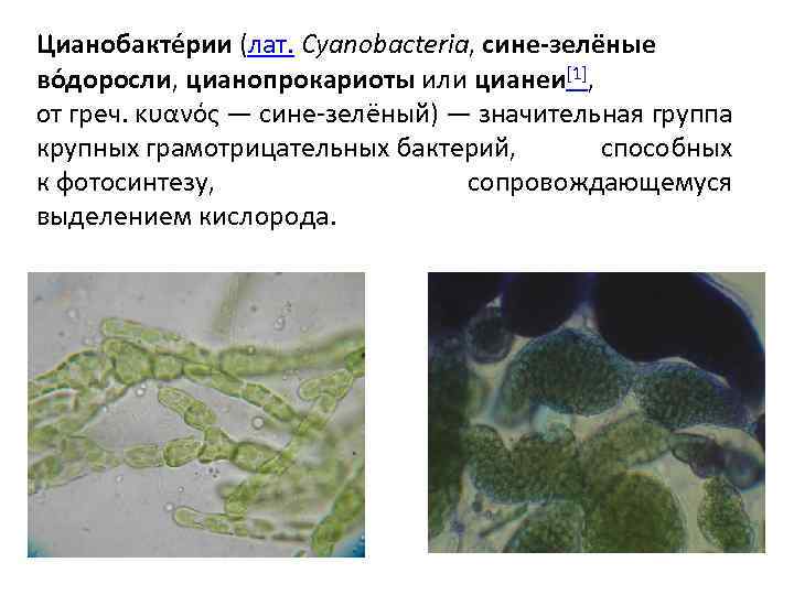 Цианобакте рии (лат. Cyanobacteria, сине-зелёные во доросли, цианопрокариоты или цианеи[1], от греч. κυανός —