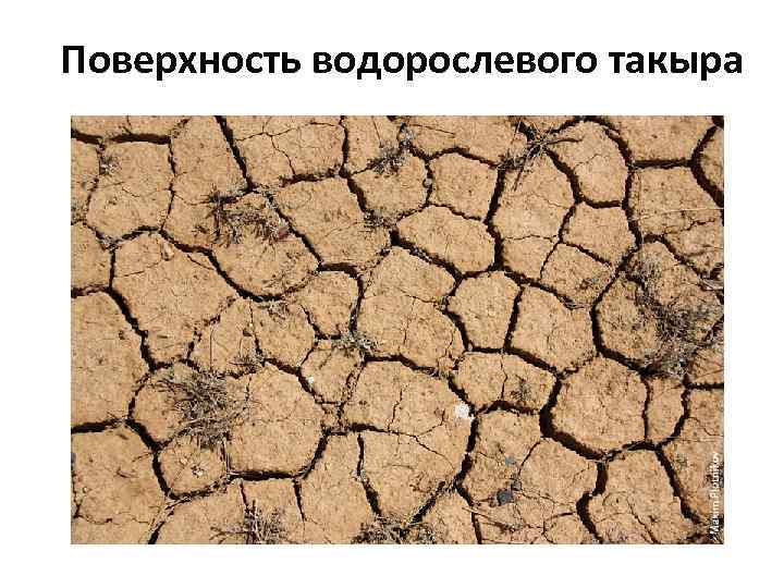 Поверхность водорослевого такыра 