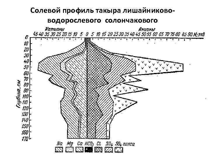 Солевой профиль такыра лишайникововодорослевого солончакового 