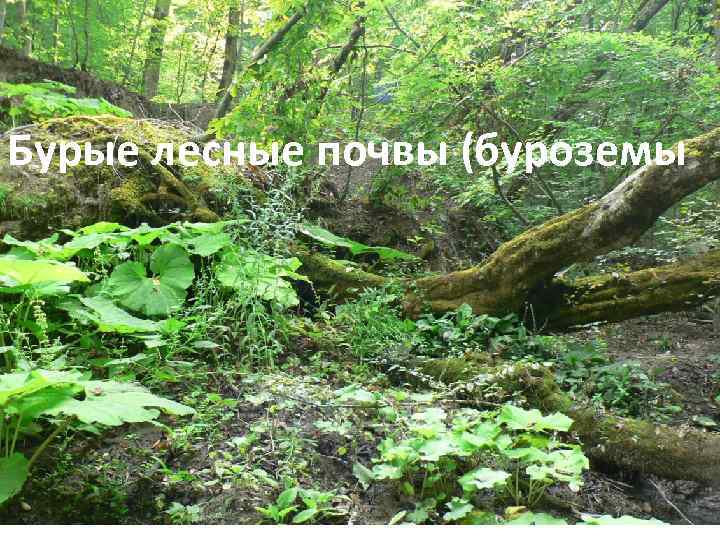 Бурые лесные почвы (буроземы 