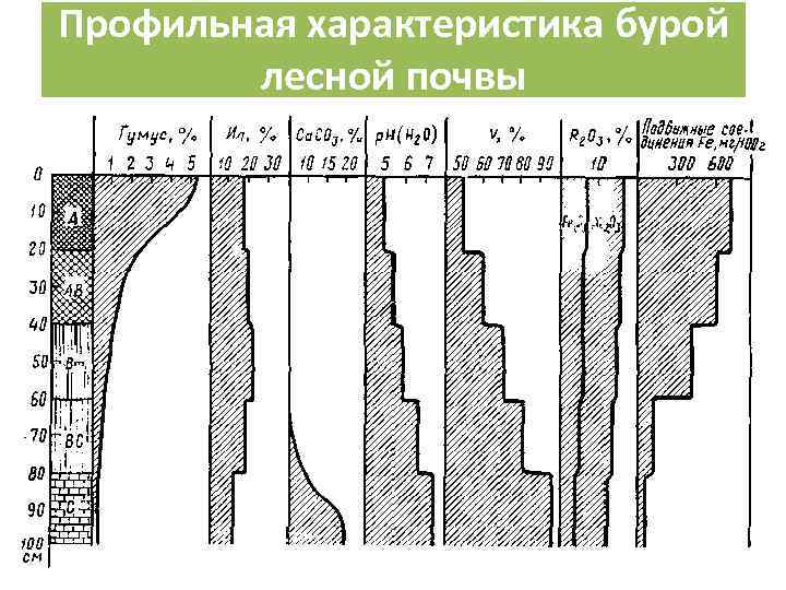 Профильная характеристика бурой лесной почвы 