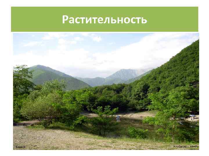 Растительность 