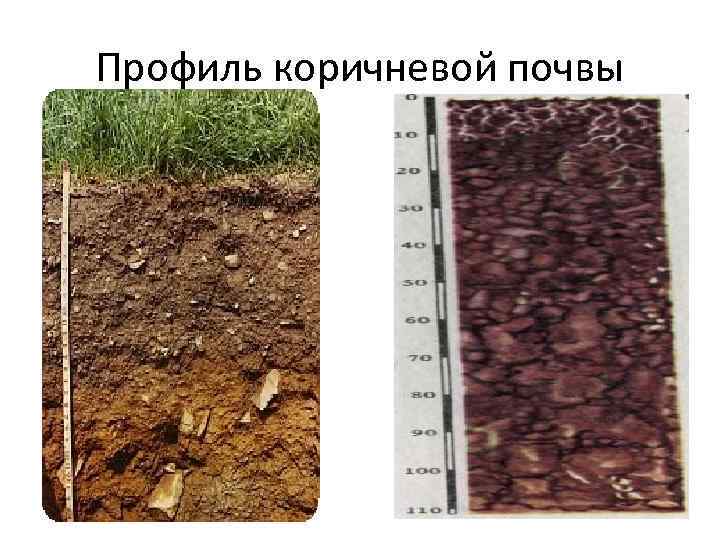 Профиль коричневой почвы 