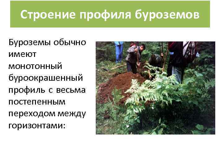 Строение профиля буроземов Буроземы обычно имеют монотонный буроокрашенный профиль с весьма постепенным переходом между