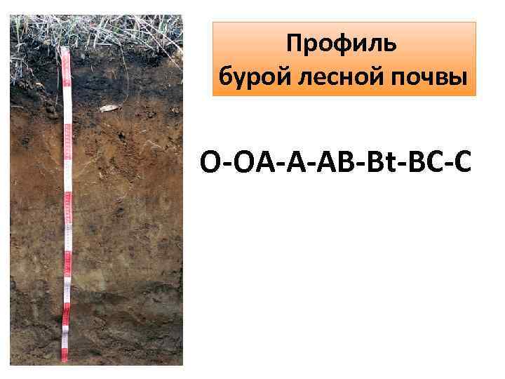 Профиль бурой лесной почвы О-ОА-А-АВ-Вt-ВС-С 