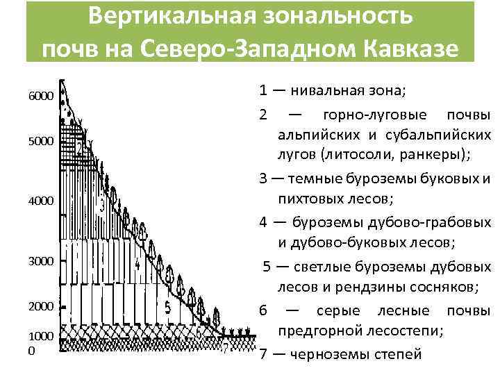 Вертикальная зональность почв на Северо-Западном Кавказе 6000 5000 4000 3000 2000 1000 0 1