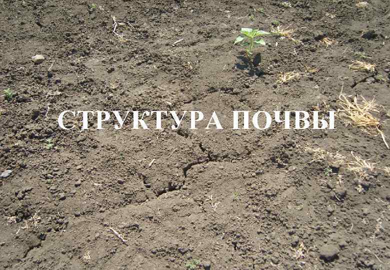 СТРУКТУРА ПОЧВЫ 