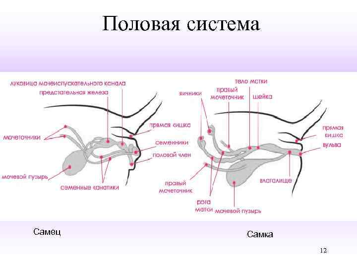 Половая система Самец Самка 12 