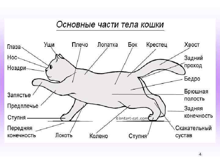 Где находится лапок. Внешнее строение кошки биология. Строение млекопитающих кошка. Строение кота анатомия. Внешнее строение млекопитающих кошка.