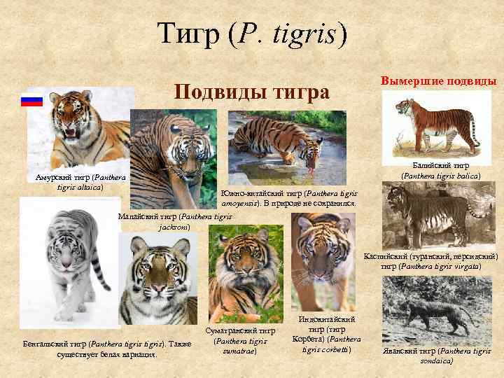 Тигр какое государство