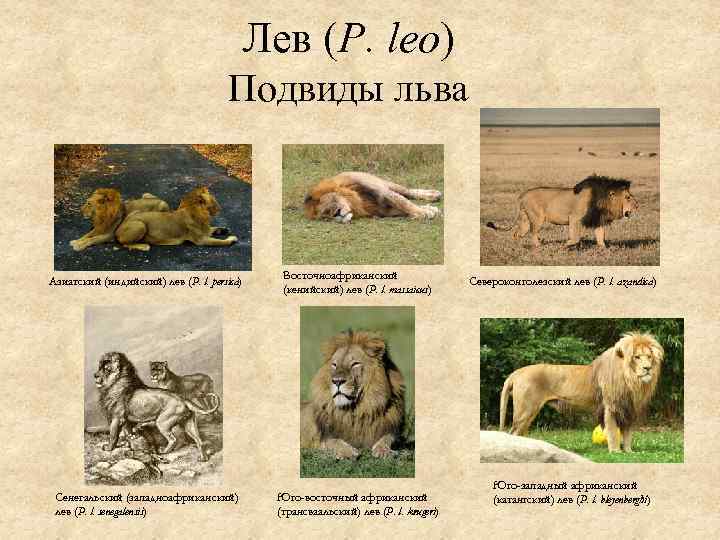 Лев (P. leo) Подвиды льва Азиатский (индийский) лев (P. l. persica) Восточноафриканский (кенийский) лев