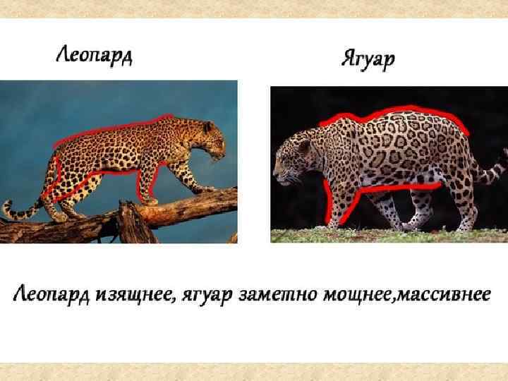 Чем отличается леопард от