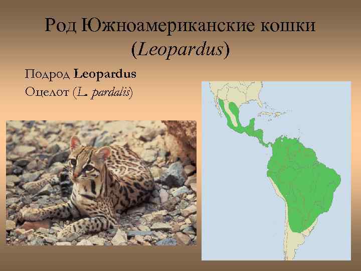 Род Южноамериканские кошки (Leopardus) Подрод Leopardus Оцелот (L. pardalis) 