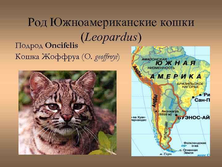 Род Южноамериканские кошки (Leopardus) Подрод Oncifelis Кошка Жоффруа (O. geoffroyi) 