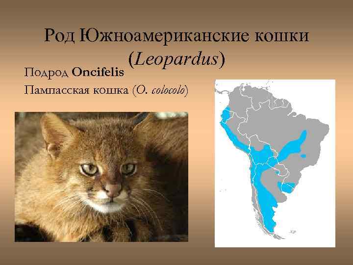 Род Южноамериканские кошки (Leopardus) Подрод Oncifelis Пампасская кошка (O. colo) 