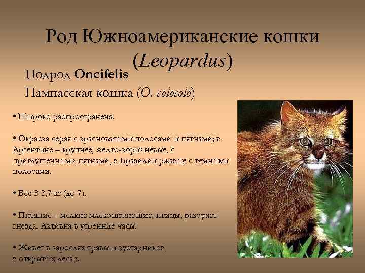 Род Южноамериканские кошки (Leopardus) Подрод Oncifelis Пампасская кошка (O. colo) • Широко распространена. •