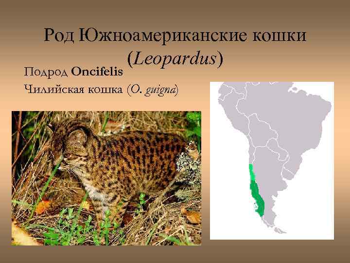 Род Южноамериканские кошки (Leopardus) Подрод Oncifelis Чилийская кошка (O. guigna) 