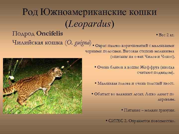 Род Южноамериканские кошки (Leopardus) Подрод Oncifelis • Вес 2 кг. Чилийская кошка (O. guigna)