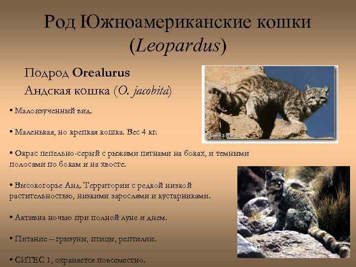 Род Южноамериканские кошки (Leopardus) Подрод Orealurus Андская кошка (O. jacobita) • Малоизученный вид. •