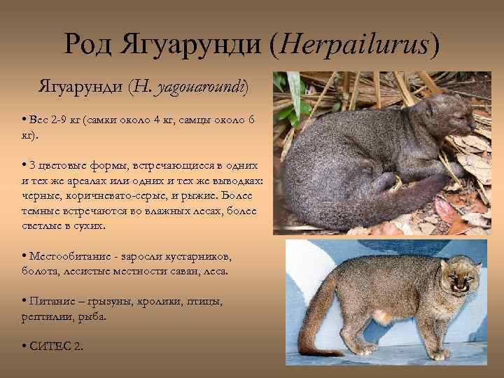 Род Ягуарунди (Herpailurus) Ягуарунди (H. yagouaroundi) • Вес 2 -9 кг (самки около 4