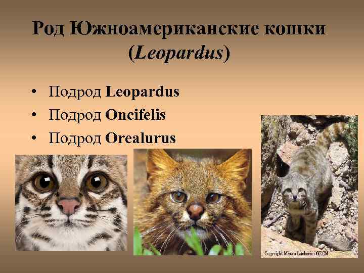 Род Южноамериканские кошки (Leopardus) • Подрод Leopardus • Подрод Oncifelis • Подрод Orealurus 