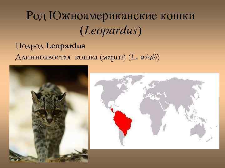 Род Южноамериканские кошки (Leopardus) Подрод Leopardus Длиннохвостая кошка (марги) (L. wiedii) 