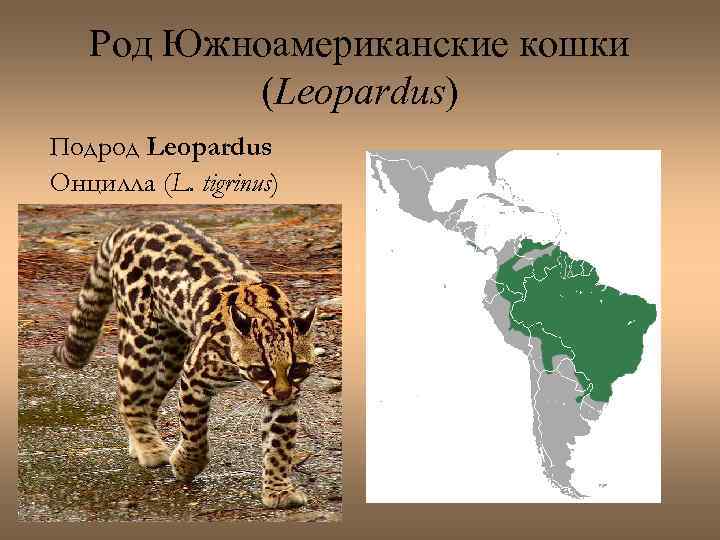 Род Южноамериканские кошки (Leopardus) Подрод Leopardus Онцилла (L. tigrinus) 