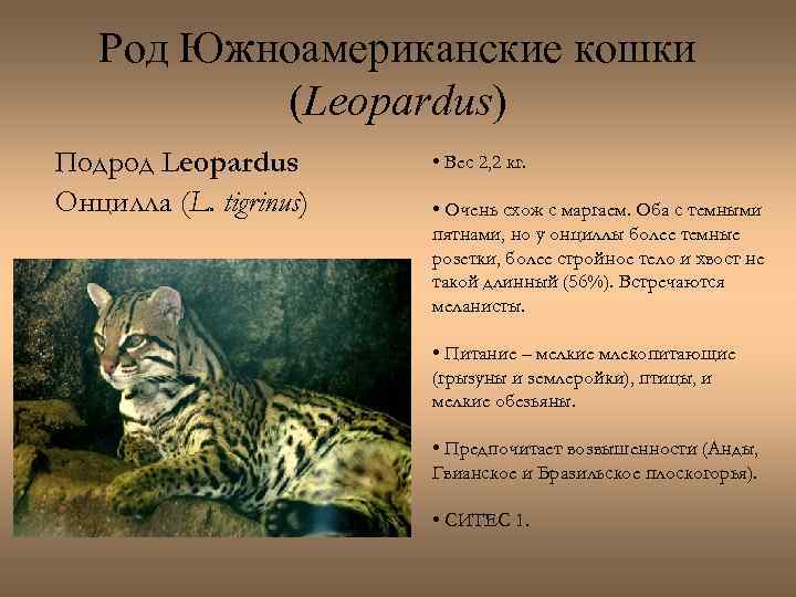 Род Южноамериканские кошки (Leopardus) Подрод Leopardus Онцилла (L. tigrinus) • Вес 2, 2 кг.