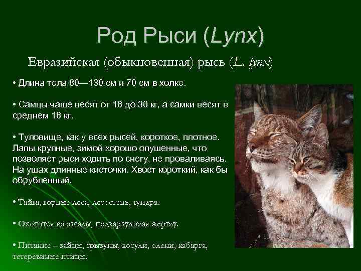 Род Рыси (Lynx) Евразийская (обыкновенная) рысь (L. lynx) • Длина тела 80— 130 см