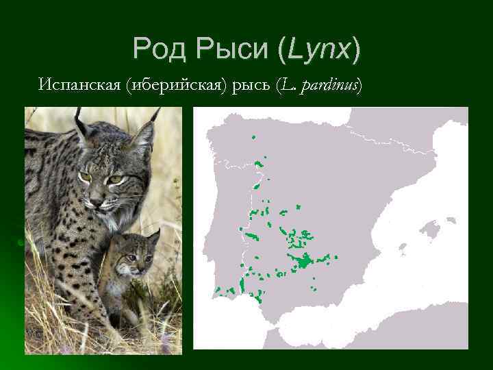 Род Рыси (Lynx) Испанская (иберийская) рысь (L. pardinus) 