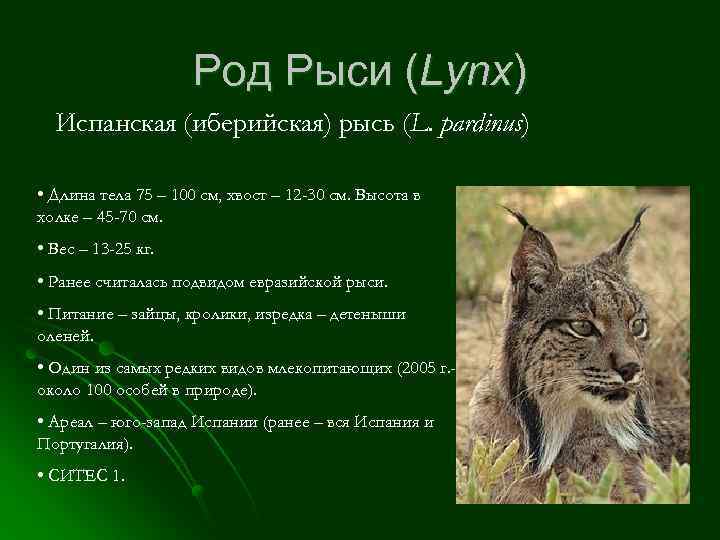 Род Рыси (Lynx) Испанская (иберийская) рысь (L. pardinus) • Длина тела 75 – 100