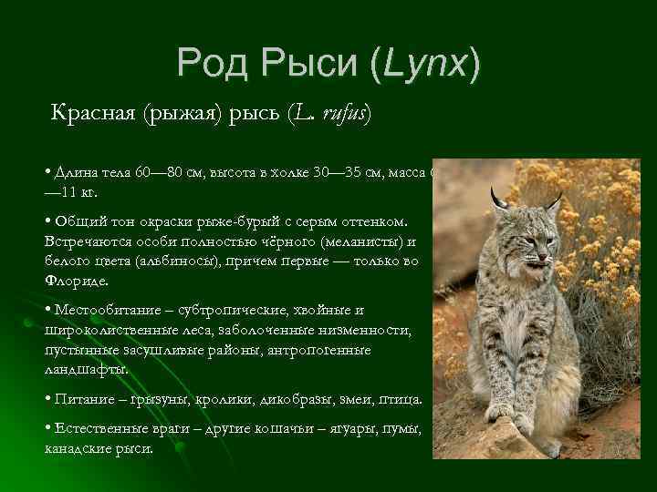 Род Рыси (Lynx) Красная (рыжая) рысь (L. rufus) • Длина тела 60— 80 см,