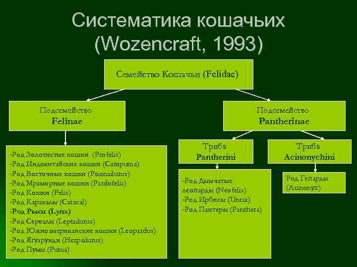 Систематика кошачьих (Wozencraft, 1993) Семейство Кошачьи (Felidae) Подсемейство Felinae Pantherinae -Род Золотистые кошки (Profelis)