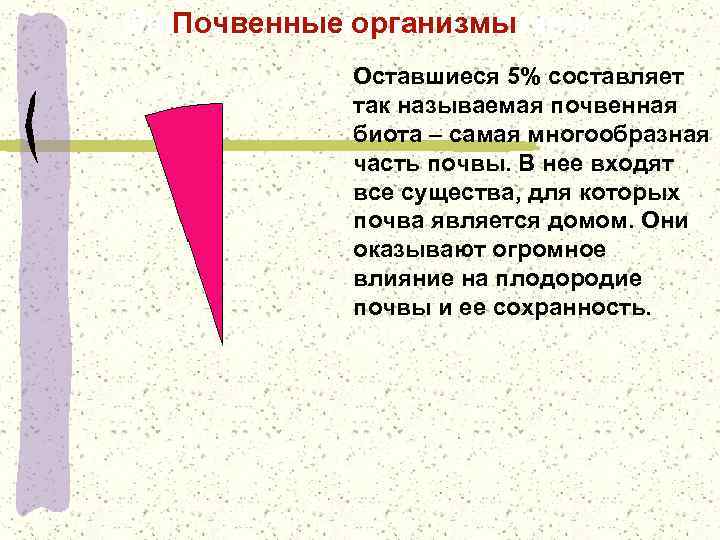 Органическое вещество почвы Почвенные организмы Оставшиеся 5% составляет так называемая почвенная биота – самая