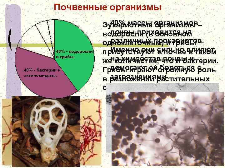 Организмы почвы. Почвенные организмы. Почвенные грибы и бактерии. Почвенные грибы примеры. Бактерии, актиномицеты и грибы в почвах.