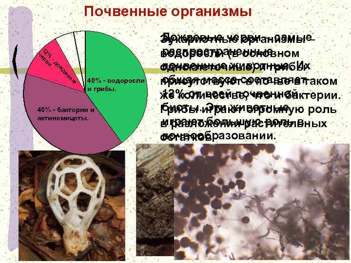 Группы почвенных организмов. Почвенные водоросли представители. Почвенные грибы. Почвенные организмы. Почвенные грибы примеры.